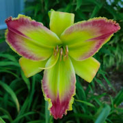  Heavenly Love Language Daylily